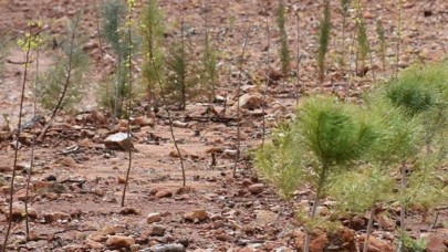 Yanan ormanların eski haline dönmesi 60 yılı bulabiliyor