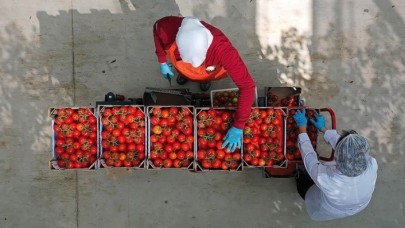 Yenilenebilir enerjiyle cam serada domates üretiyorlar