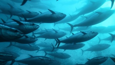 Denizlerdeki balık stokları araştırma gemileriyle takip ediliyor