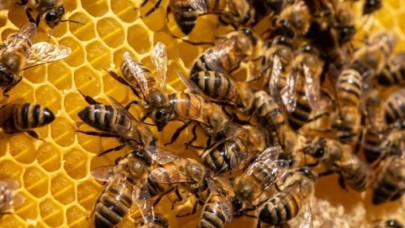 İklim değişikliği varroa hastalığının bal arıları üzerindeki etkisini artırıyor