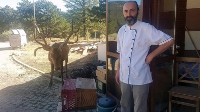 Kızıl geyik,  Spil Dağı'ndaki restoranın "müdavimi" oldu