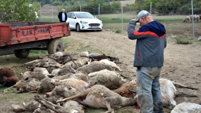 Sahipsiz köpeklerin saldırdığı 41 küçükbaş hayvan telef oldu