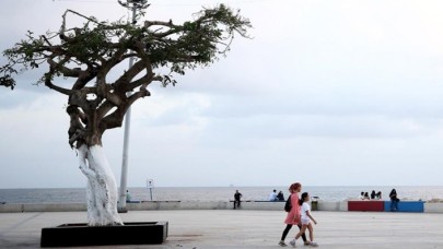 Mersin'de "simge ağacı"na zarar veren CHP'li 3 sanığa dava açıldı