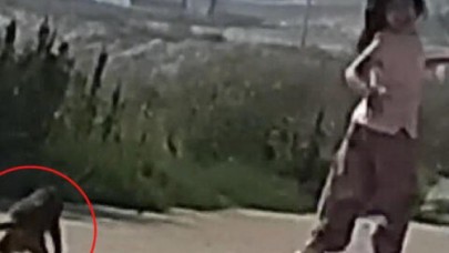 Büyükçekmece'de İranlı bir kişinin maymunu kaçtı,  önüne geleni ısırdı