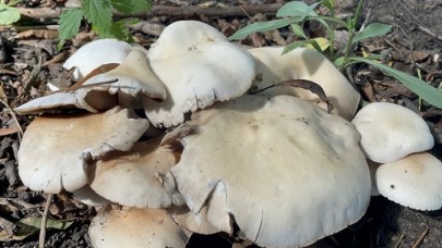 Doğadan toplanan mantarlardan zehirlenmelere karşı uyarı