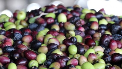 Sofralık zeytinde dünya birinciliği,  zeytinyağı üretiminde dünya ikinciliği hedefi