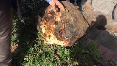Üzerine ağaç devrilen kadın,  belediyeden 40 bin lira tazminat kazandı