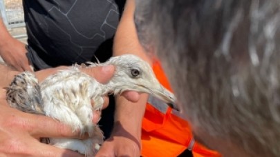 Müsilaj (deniz salyası) nedeniyle uçamayan martı kurtarıldı
