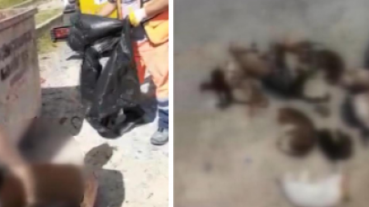 Küçükçekmece'de 16 kedinin cansız bedeni çöp konteynerinde bulundu: Sosyal medya ayaklandı!