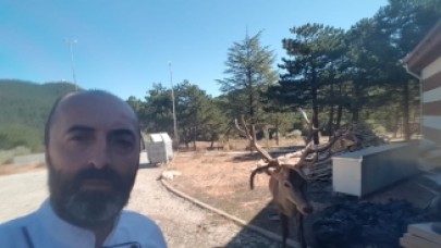 Kızıl geyik,  Spil Dağı'ndaki restoranın "müdavimi" oldu