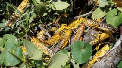 Çekirge istilası sınırımızda: Türkiye'ye geliyor!