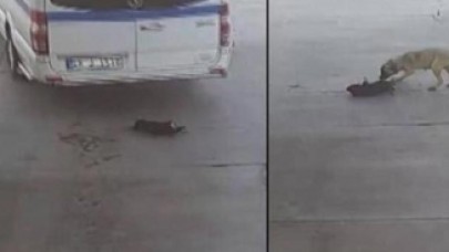 Yavru köpeği göz göre göre ezen sürücüden şok sözler: 'Onun geçmesini mi bekleyecektim'