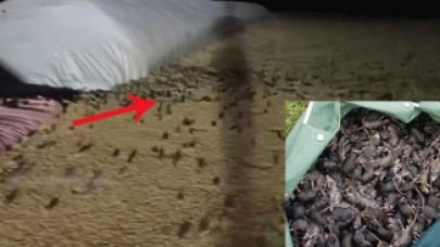 Avustralya'da fare istilası: Milyonlarca fare kentleri esir aldı