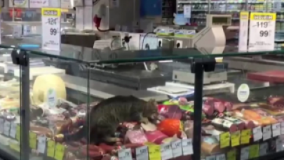 CarrefourSA'da şok eden görüntü: Reyona giren kedi kavurmayı yedi