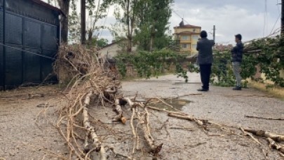 Şiddetli rüzgar ağacı devirdi,  elektrik ve iletişim hatlarını kopardı