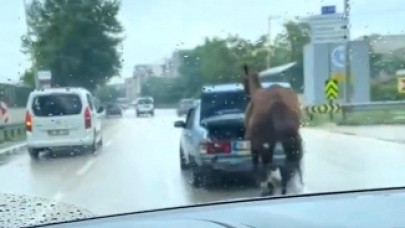Bursa'da tepki çeken görüntü! Atı aracın arkasına bağlayıp kilometrelerce koşturdular
