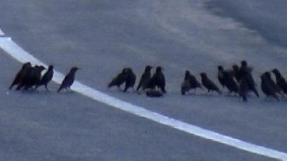 Aracın çarparak telef ettiği kuşun başından ayrılmadılar