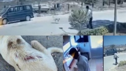 Bunu yapan insan olamaz! Ocakta ısıttığı sıcak suyu uyuyan köpeğinin üzerine böyle döktü!