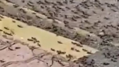 Karınca istilası nerede? Çekirgeden sonra şimdi de karınca istilası!