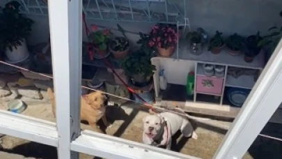 Pitbulllar dehşet saçtı! 16 yaşındaki kız ağır yaralandı