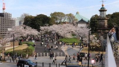 Koronavirüse rağmen "sakura" çiçeklerini görmek için parklara akın ettiler