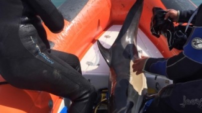 Sığ suda sıkışan yunus botla kurtarıldı