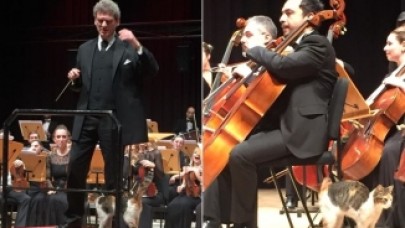 CRR'nin müzik tutkunu kedileri hiçbir etkinliği kaçırmıyor