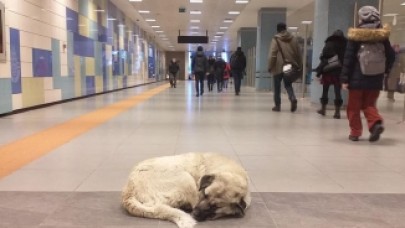 Sokak Hayvanları Metro İstasyonlarına Sığındı