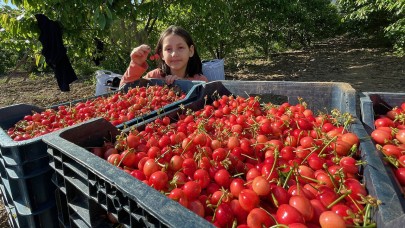 Kiraz sezonu açıldı. Fiyatı dudak uçuklattı