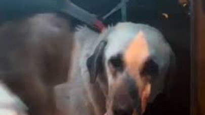 Antalya'da Cesur isimli köpeğe tecavüz eden sapık bakın kim çıktı?