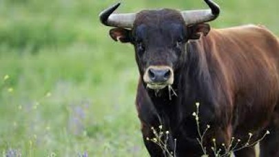 Sivas'ta öküzün boynuz attığı Selahattin Akyel öldü