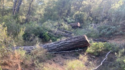 Akbelen Ormanı'nı kesen şirketten yeni açıklama