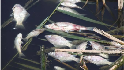Sazlıkların kıyıları ölü balıklarla doldu, ''Su değil siyah bir sıvı''