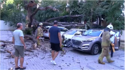 Ağaç,  51 daireyi icralık etti!