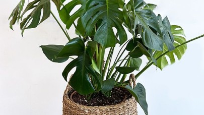 Saksı Değişimini Ne Sıklıkla Yapmalıyım?