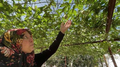 Evlerinin önüne kurdular ilk hasadı yaptılar. Tonlarca ürün aldılar. Geçim kapıları oldu