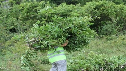 Kurdukları bahçeye ektiler talebe yetişemediler. Kozmetikte kullanılıyor kapış kapış kapışılıyor
