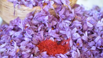 Doktorluğu bıraktı 3 dönüm araziye ekti. Hasadı yapılıyor kilosu 250 bin lira