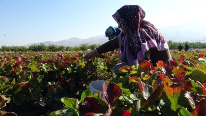 Kadınlar bahçeye ektiler hasadını yaptılar. Siparişlere yetişemiyorlar. Kilosu 50 lira