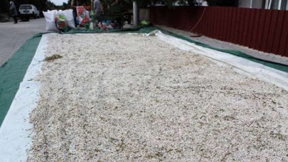 Hasat başladı. Kilosu 100 TL. Köylünün yüzü güldü