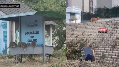 Esenyurt'ta korkunç görüntü: Dev fareler her yeri bastı!