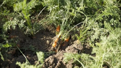 Kanseri durduruyor,  kalbe iyi geliyor. Mucize bitkinin hasadı başladı. Tarlada 10,  markette 34 TL