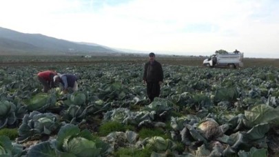 Tarlada tanesi 60 lira. Hasadı başladı. Köylü paraya para demiyor