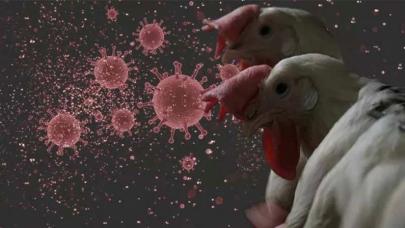 Bir ilimizde yumurta üretimi yapan işletmede kuş gribi tespit edildi!