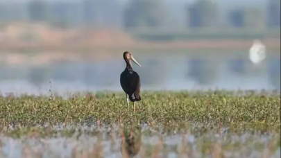 Çekya'nın uydu vericiyle takip ettiği yavru leylek Türkiye'de!
