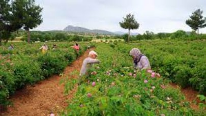 Herkes bahçesine ekmeye başladı. Hasadı 8 ay sürüyor tanesi 15 liraya satılıyor