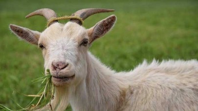 Çaldıkları keçiyi yiyen 4 Afgan göçmene toplam 22 yıl hapis