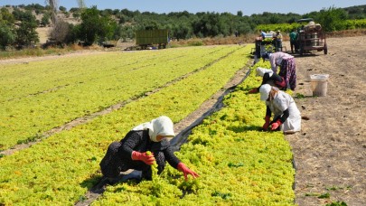 Hasadı başladı. Tarlada kilosu 40 TL. Köylü bayram yapıyor