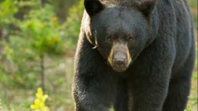 Ayı avcının yüzünü parçaladı: Avcının intikamı sert oldu!