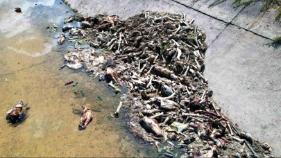 Adana'da sulama kanalında yüzlerce kesilmiş at ve eşek eti!